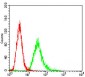 ANPEP Antibody